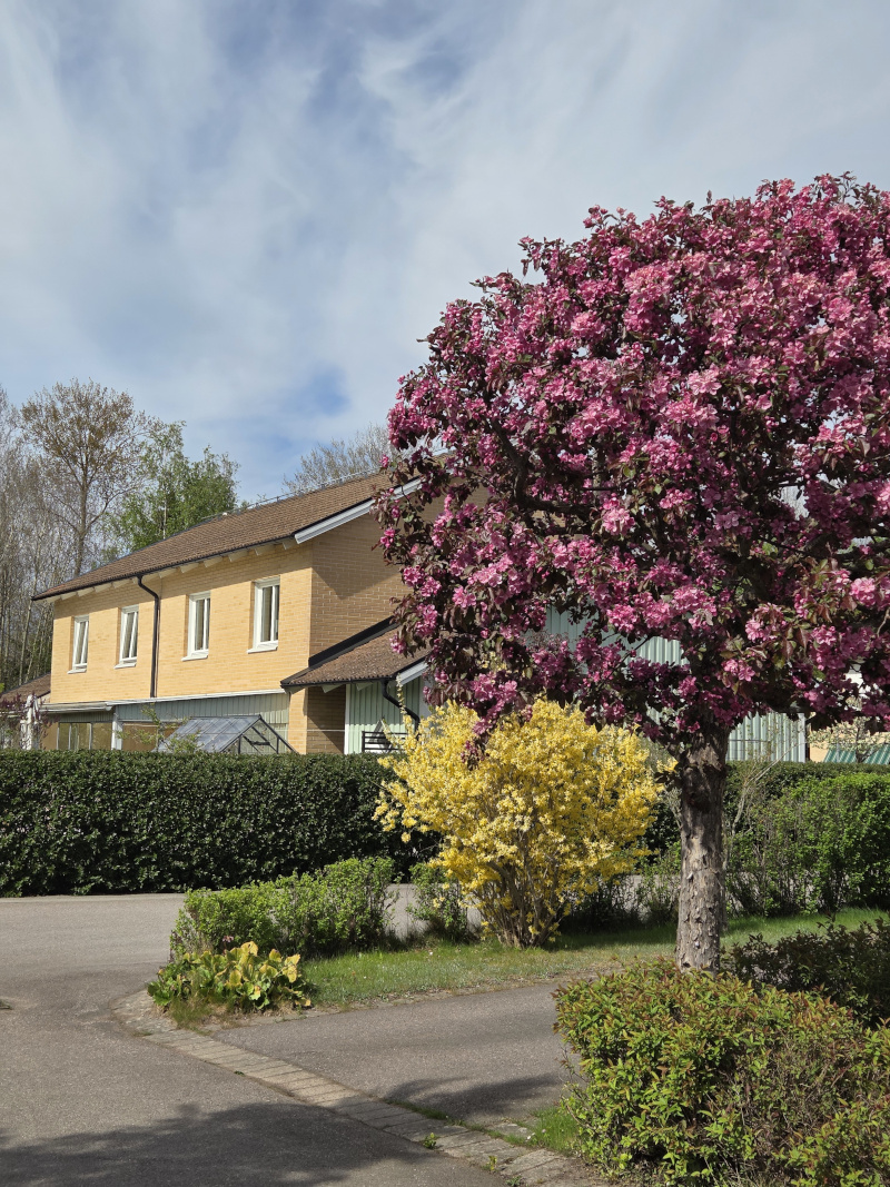 Prydnadsträd som blommar